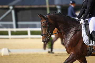 Horse dressage horse head portraits with bridle in motion test.