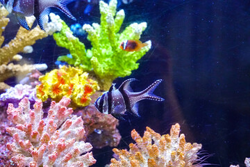 Several Banggai cardinalfish with striped silver bodies and long black fins swim in a tropical...