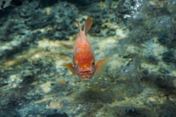 Freshwater fish. Swimming Fish Close-Up. School fish in freshwater cory. Close-Up of Colorful...