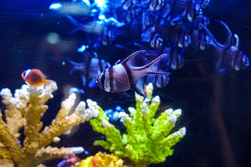 Several Banggai cardinalfish with striped silver bodies and long black fins swim in a tropical aquarium in Singapore. Close view of the peaceful species.