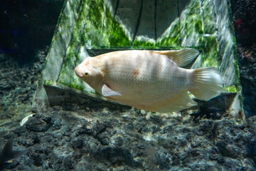 Freshwater fish. Swimming Fish Close-Up. School fish in freshwater cory. Close-Up of Colorful Tropical Fish in Tank Aquarium, Thailand, Asia