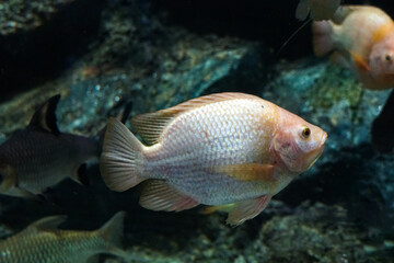 Fototapeta premium Freshwater fish. Swimming Fish Close-Up. School fish in freshwater cory. Close-Up of Colorful Tropical Fish in Tank Aquarium, Thailand, Asia