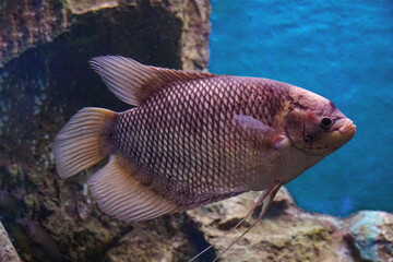 Freshwater fish. Swimming Fish Close-Up. School fish in freshwater cory. Close-Up of Colorful Tropical Fish in Tank Aquarium, Thailand, Asia
