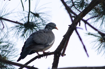 Common Wood Pigeon on pine branch, seen from behind and below, turning its head sideways in soft overcast light