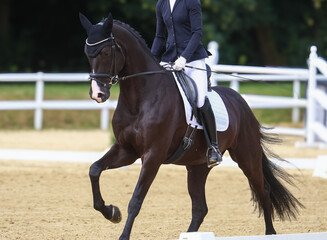 Horse Dressage Horse in motion in the dressage arena during the test with rider.