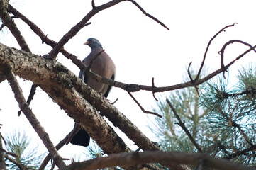 Common Wood Pigeon viewed from below, showing chest and elegant tail hanging from pine branch in...
