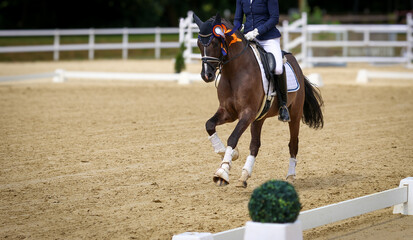 Horse dressage horse winner with ribbons on the lap of honor at a gallop.