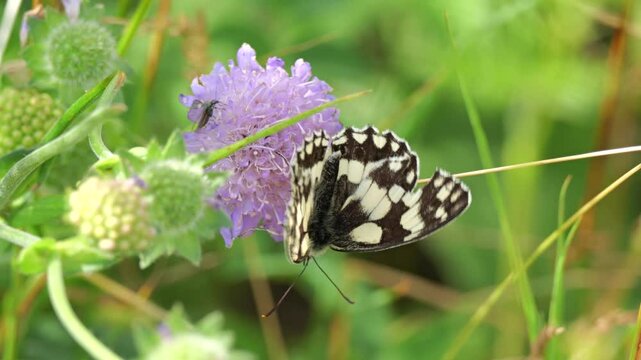 Schachbrettfalter Schmetterling (Melanargia galathea)