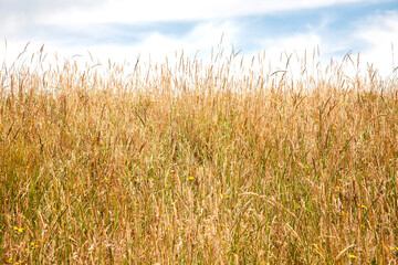 Expansive view of a golden dry grass field under a partly cloudy summer sky, evoking a peaceful and...