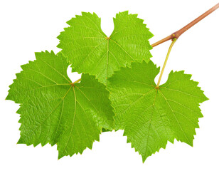 Three vibrant green grapevine leaves with textured surfaces and serrated edges attached to a thin brown stem.