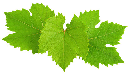 Three vibrant green grapevine leaves with serrated edges and visible veins.