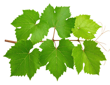 A cluster of vibrant green grapevine leaves with distinct lobed shapes attached to a thin brown stem.