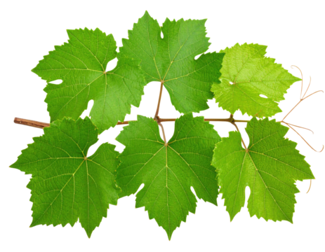 A cluster of vibrant green grapevine leaves with distinct lobed shapes attached to a thin brown stem.