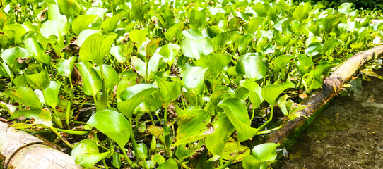 green grass in the garden