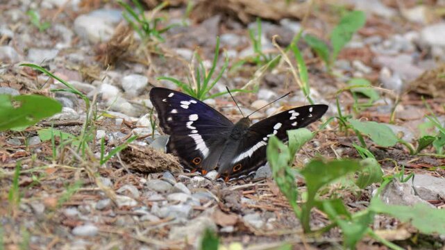 Gro&szlig;er Schillerfalter Schmetterling (Apatura iris)