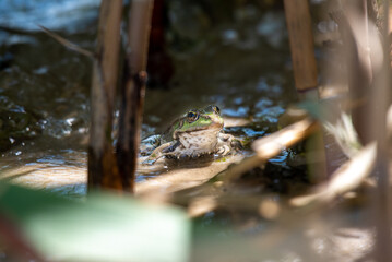 Marsh frog on river shore at dawn, Dnipro River, Ukraine