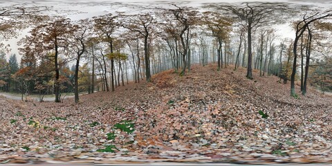 Misty forest wood in autumn fog, 360° panorama wideangle vr