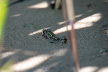 Marsh frog burrowed in sand on the river shore at dawn, Dnipro River, Ukraine