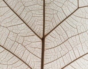 close up of a leaf