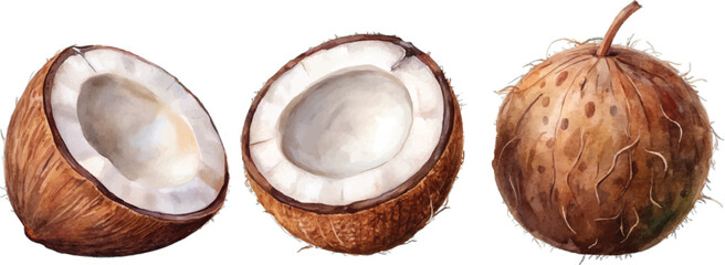 Watercolor painting of coconuts