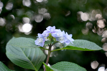 紫陽花