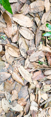 close up of a pile of dried leaves