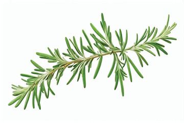 Rosemary twig isolated on a transparent background background. Fresh rosemary leaf branch. Herbal spices, hair care, healthy food, cooking design elements. cut out, PNG, top view / flat lay
