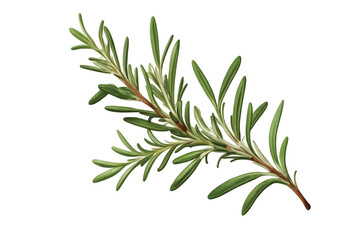 Obraz premium Rosemary twig isolated on a transparent background background. Fresh rosemary leaf branch. Herbal spices, hair care, healthy food, cooking design elements. cut out, PNG, top view / flat lay
