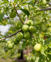A tree with green fruit hanging from it