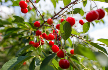 A bunch of red cherries hanging from a tree