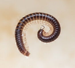 A large brown and black bug with a long body and a long tail