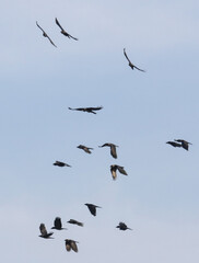 A flock of birds flying in the sky