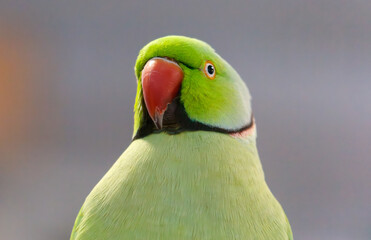 A green parrot is looking at the camera