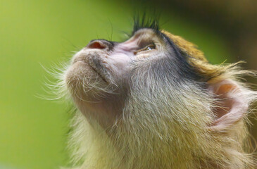A monkey with a long nose and a long furry tail