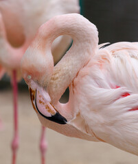 A pink flamingo is bending over and looking at the camera