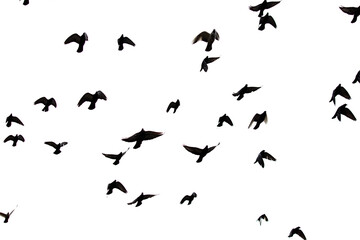 A flock of birds flying in the sky