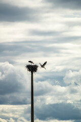 Stork landing on its nest on a pole against clouds.