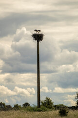 A pair of white storks in a nest on top of a tall pole.