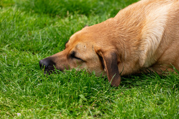 A dog is sleeping on the grass