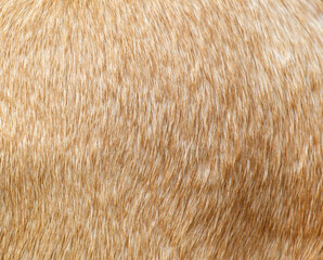 The fur of a tan animal is shown in detail