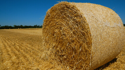 A large round bale of dry straw lies in a harvested wheat field under a clear blue sky....