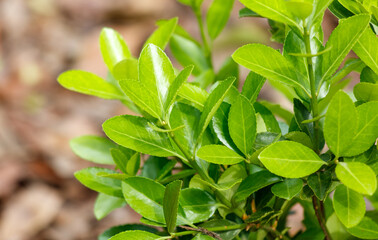 A leafy green plant with a few leaves on it