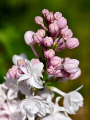 Branch of mauve lilac flowers on green bokeh background. Natural floral background.
