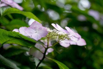 紫陽花