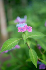 紫陽花