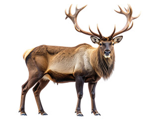 Fototapeta premium Realistic Reindeer with Antlers – Transparent