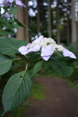紫陽花