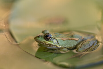 Beautiful details of a cute green frog on a waterlily leaf. 