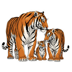 Wild and Majestic Tiger in Various Poses and Angles Showing Power and Intensity