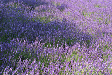 木陰に広がる夏の幌見峠ラベンダー畑 / Summer Lavender Fields Under Tree Shade at Horomi Pass